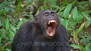 Chimp Yawns