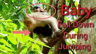 This is Breaking Heart! BABY MONKEY FALL DOWN DURING kidnapper is kidnapping baby monkey and Jumping
