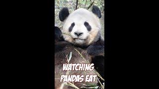 Watching Pandas eat is fun! 