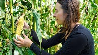 We Grew Corn in Alaska | Harvesting 200 Heads of Garlic