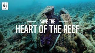 Save The Heart of the Reef | WWF-Australia