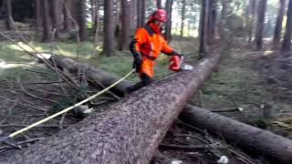 Husqvarna 572XP COMPLETE PROFESSIONAL FELLING!!!