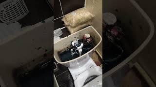 Как почистить унитаз! #shorts #lifehacks #совет #дом#уборка #сантехника