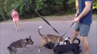 Собаки-Девочки дерутся из-за мальчика!/Dogs-Girls are fighting over a boy!