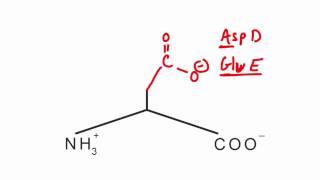 Memorize the 20 amino acids in 20 minutes (Part 2)