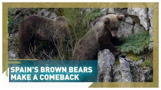 Spain’s brown bears making a comeback