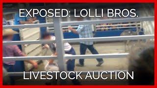 Inside the Lolli Bros. Alternative Livestock Auction