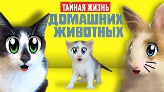 СМЕШНЫЕ ЖИВОТНЫЕ ОДНИ ДОМА! КОТИКИ МАЛЫШ и МУРКА ПОЮТ ПЕСНЮ! КОТ ЗАЛЕЗ В ХОЛОДИЛЬНИК