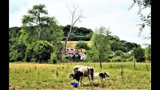 LENTEBLOEI IN SCHIN OP GEUL EN OUD-VALKENBURG.