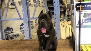 Lehigh Valley Dog Trainers: Off Leash K9 Training ||| 1.5 Year Old Cane Corso, Odin |||