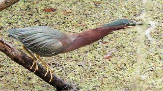 Green Heron Fishing FYV