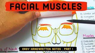 Facial muscles anatomy - Easy handwritten notes & Model   #facialmuscles #anatomy #anatomynotes