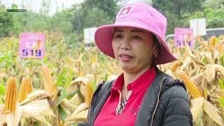 Giống ngô mới mang lại niềm vui cho nông dân vùng cao Sơn La
