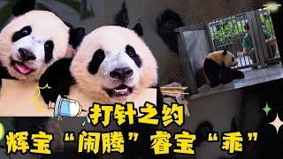 Panda Hui Bao blocks door, mad at shot-taking brother | 辉宝生闷气守在门口，阻打针的哥哥进来 #panda #huibao #ruibao