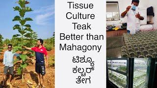 DARVI GROUP Tissue culture teak..! better than Mahogany..!