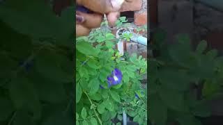 Butterfly Pea Flower # Pigeonwings Flower  #Terrace gardening # explore with ramya # youtube shorts