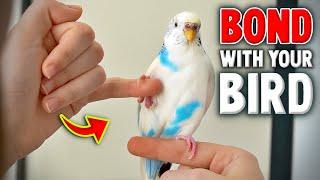 How to Gain Trust & Bond With Your Bird Compilation