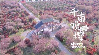 Changzhou nature: The late #cherryblossom In the thousand-acre garden  | 常州金坛：千亩晚樱