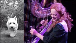 Hounds of Love – HARP – Kate Bush cover – Erin Hill