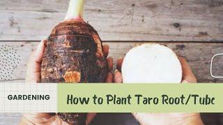 Growing Taro Root Plant/Tuber