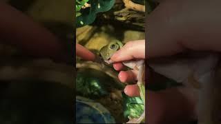 Whites tree frog tries to eat me