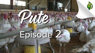 PUTE (2/5) - Haltung, Tiergesundheit und Tierwohl