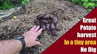 Great Potato harvest from a tiny area  -  No Dig