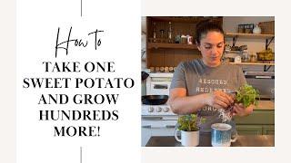 Sweet Potato Slips - How to Grow Them For a Huge Harvest!