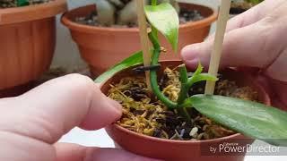 Орхидея Ваниль(Vanilla planifolia)в комнатных условиях