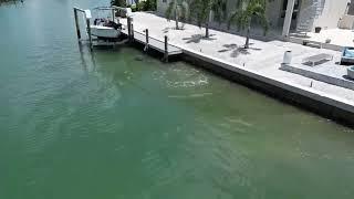 Drone footage…Nature’s wonder; Dolphin fishing