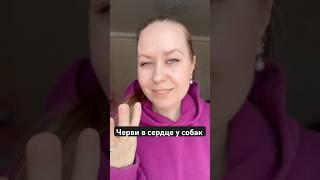 Черви в сердце у собак. Опасное заболевание дирофиляриоз #ветеринар #зоопсихолог #животные