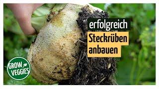 Steckrüben erfolgreich anbauen | Gemüseanbau im Garten @gartengemuesekiosk