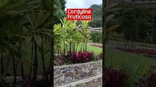 Landscaping Plants / Ornamental Plants  Ideas - Cordyline Fruticosa