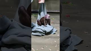 Kapuziner mag seine Decke  #zooberlin 10/2024  #Kapuziner #Capuchin / Capuchin likes his blanket