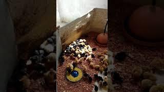 Criação de galinhas poedeiras - Novo lote Dia 01