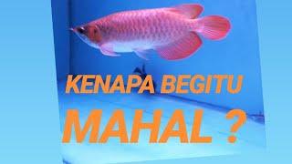 HARGA AROWANA SUPER RED