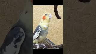 CockatielMatingCall. CockatielScreamingForAttention. MaleCockatielSound. Корелла самец зовет самку