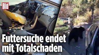 Brutale Zerstörung: Bär zerfetzt Auto