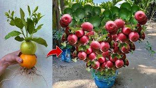 Perfect Technical : Grafting Orange With Apple Using Aloe Vera Get amazing fruit