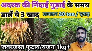 अदरक मे 40 से 90 दिन में डाले यह 3 खाद | जबरजस्त फुटाव | चौड़ा बजनदार कंद ginger farming