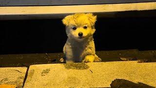 I came across a 2-month-old puppy,staring at me begging for food While walking in the park