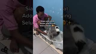 Unboxing anak kucing persia gembul lucu banget ️