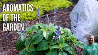 The Aromatics of the Garden - Salvia, Mint, Bee Balm, Rosemary, Basil, Caryopteris, Oregano, Thyme