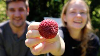 What we're growing this season I kitchen restoration