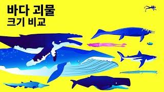 메갈로돈 vs 대왕고래: 누가 바다 거인 1등일까