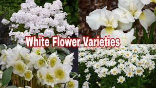 14 Best White Perennials Flower variety