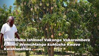 Maiguru Votsanangura Hurombwa HwaMadziBaba Ishmael Hwakaita Vasiye Musha Vachinogara KuLily Farm