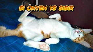 Kucing onyen kalah sama suara sisir mau muntah