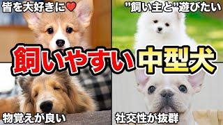 【中型犬編】トレーナーが教える！飼いやすい犬5選！！