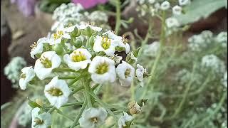  Jashn E Bahara - Dera ghazi khan Flower festival 